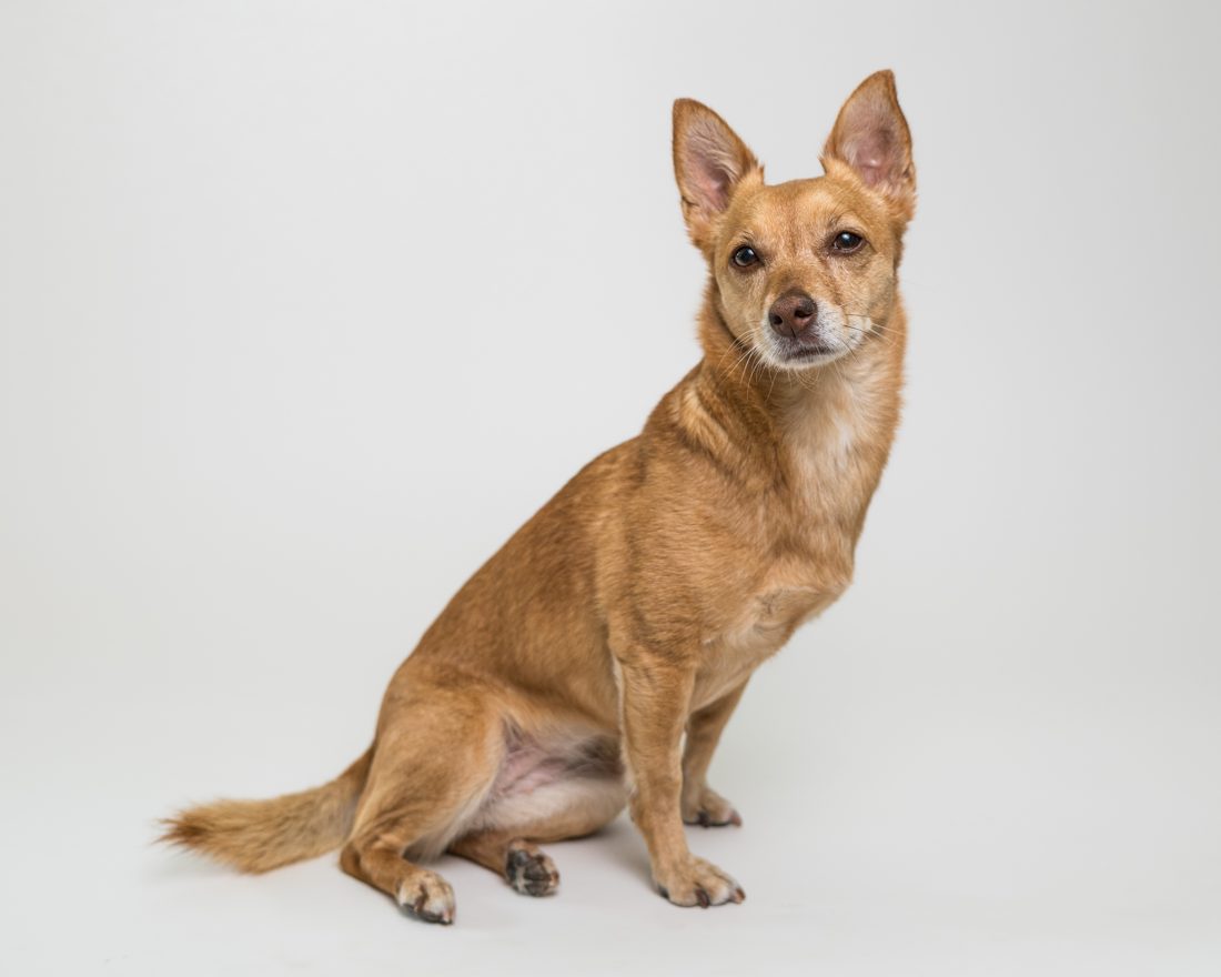 Sitzender Hund im Studio